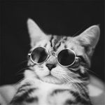 Small Pet Sunglasses -Cool Photo Props Funny Pet Product