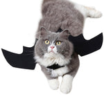 Cat's Halloween Costumes & Halloween Accessories For Your Cat!